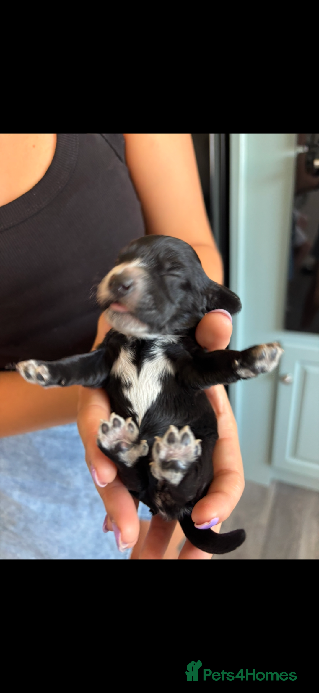 Cockapoo dogs for sale: Stunning cockapoo puppies - Image 5