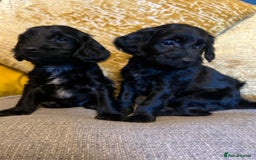 Cockapoo dogs for sale: F1 Cockapoo puppies boys - Image 8