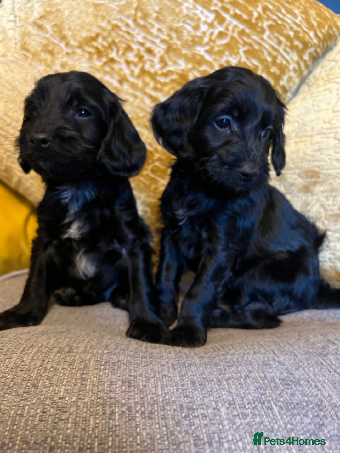 Cockapoo dogs for sale: F1 Cockapoo puppies boys - Image 8