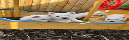 West Highland Terrier dogs for sale: Westies  - Advert 2