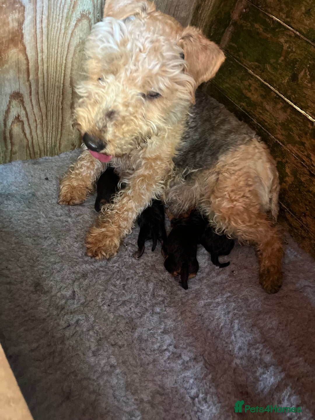 Lakeland Terrier dogs for sale: Lakeland terrier puppies - Image 24