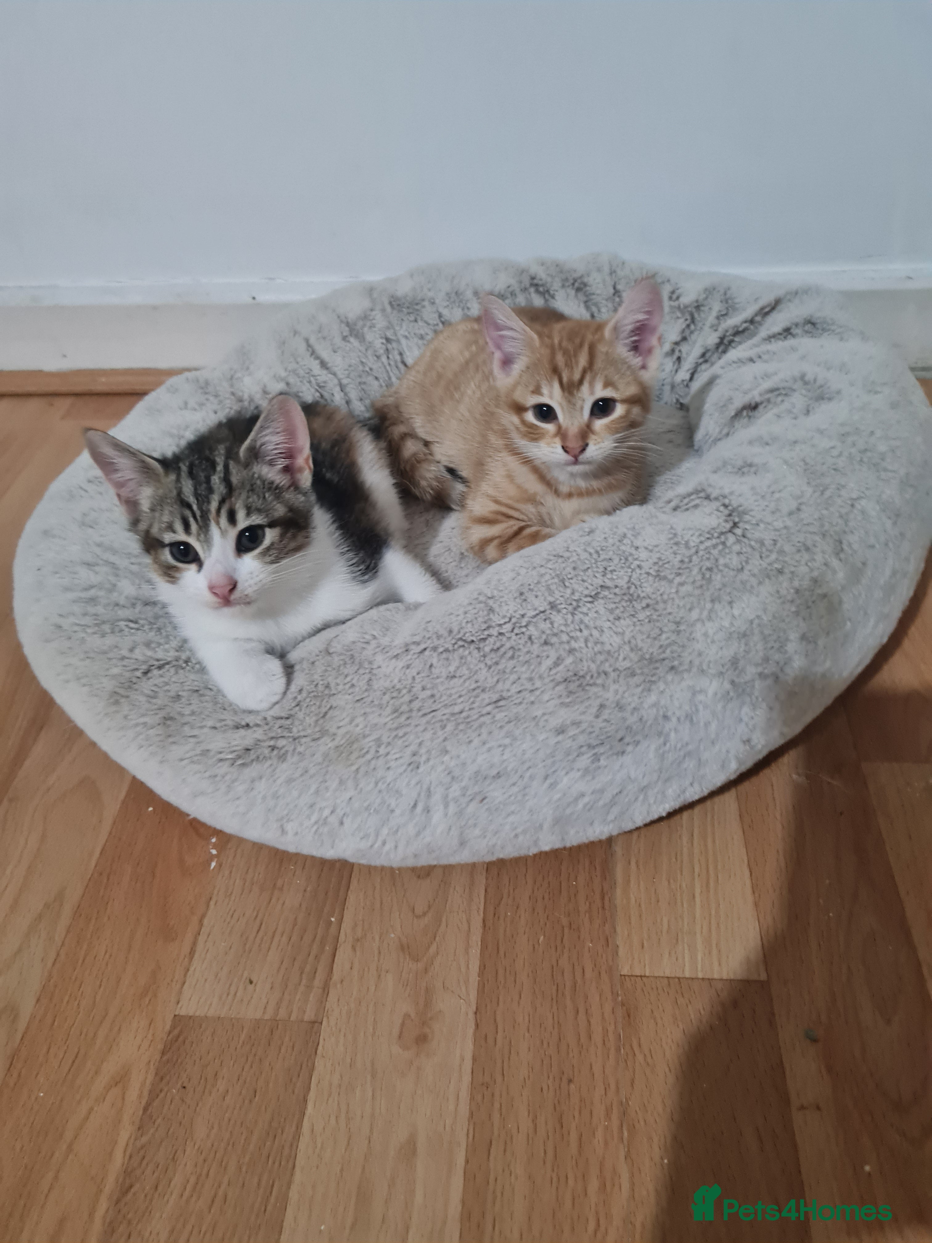 Mixed Breed cats Beautiful kittens - Advert 18