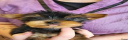 Yorkshire Terrier dogs for sale: 2 yorkie boys now ready for their forever homes - Advert 1