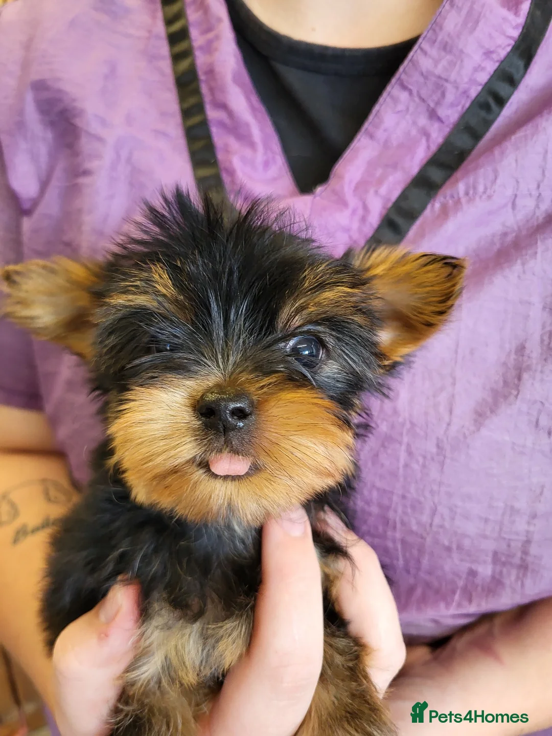 Yorkshire Terrier dogs for sale: 2 yorkie boys now ready for their forever homes - Advert 1