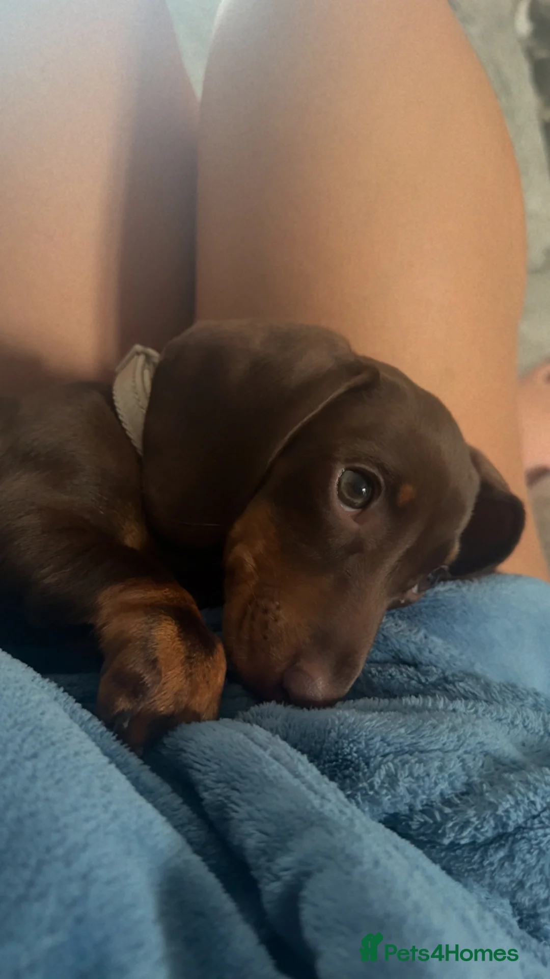 Dachshund dogs for sale: Mabel the Dachshund 🐶 REHOME FOR FREE  - Advert 21