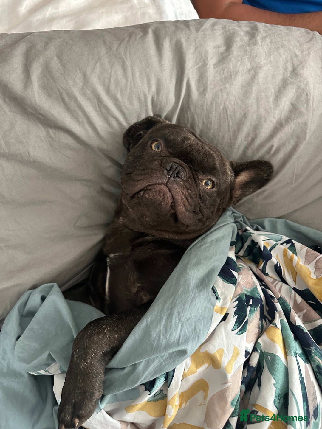 French Bulldog dogs for stud: Beautiful French bulldog stud  - Advert 3