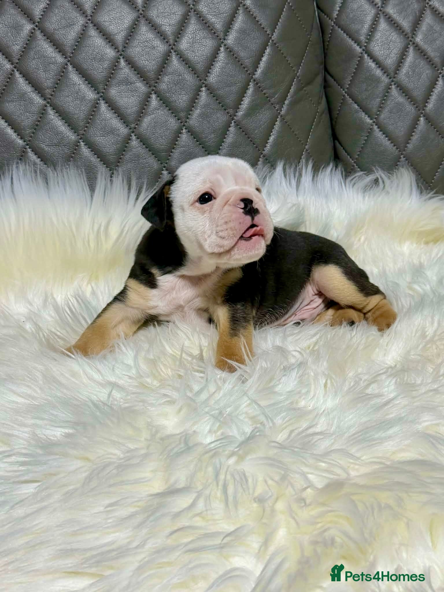 English Bulldog dogs KC registered English Bulldog Puppies  - Advert 1