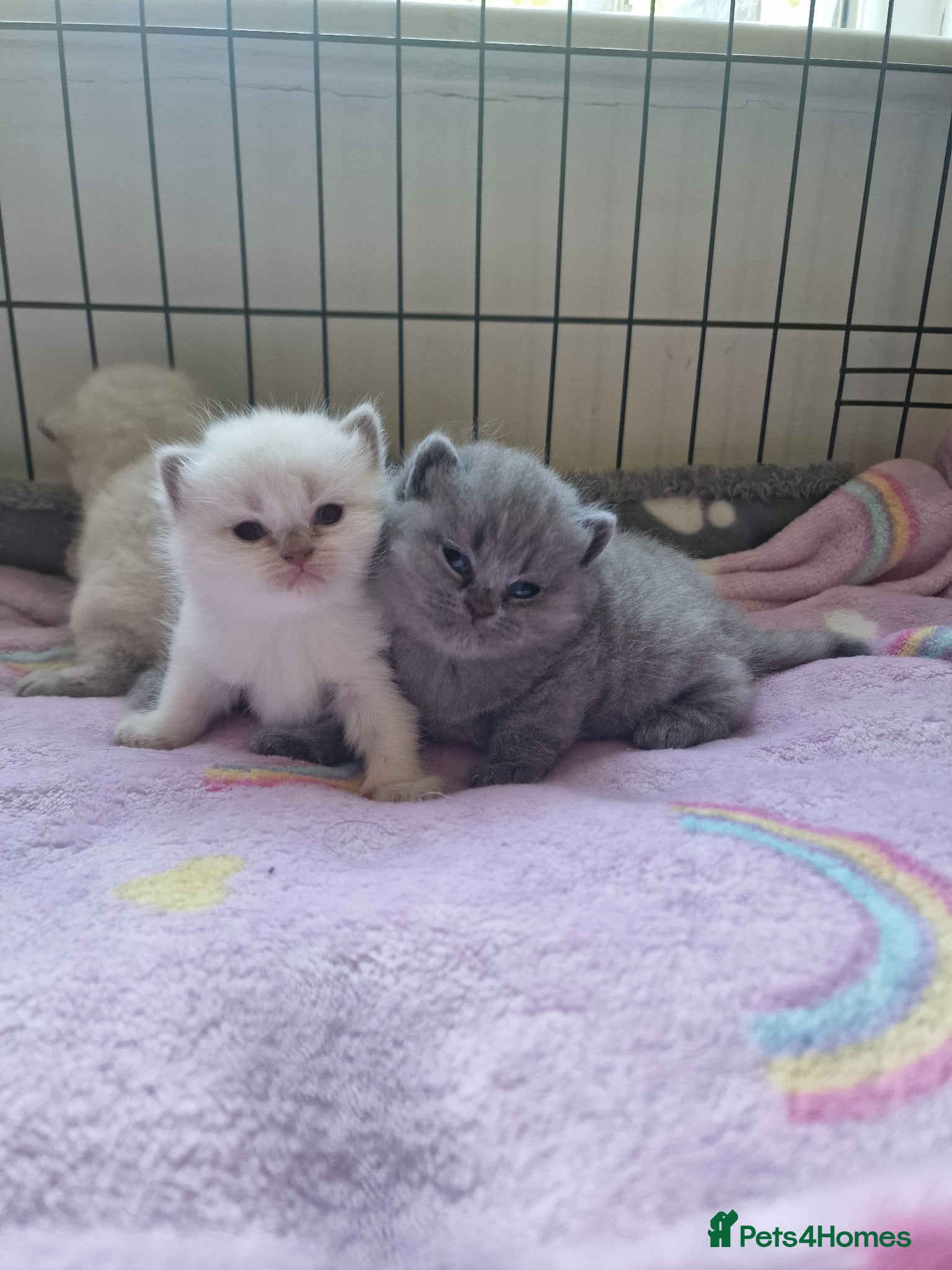 British Shorthair cats Rare British shorthair kittens - Advert 12