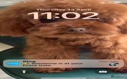 Toy Poodle dogs for sale: Asian Toy Poodle Puppies - Image 10