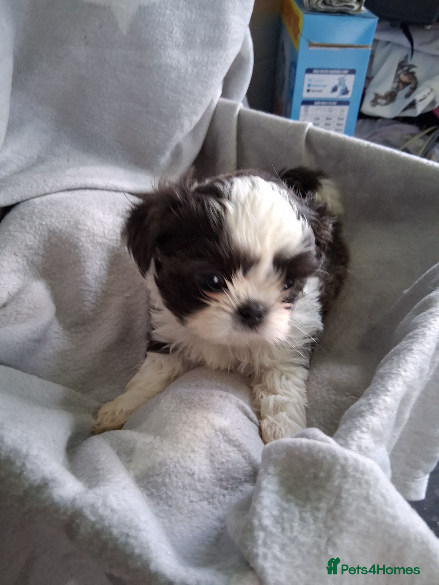 Shih Tzu dogs Imperial dobie shih tzu 1 boy left  - Advert 2