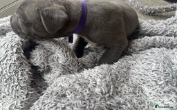 Cane Corso dogs for sale: Cane corsos puppies  - Advert 28