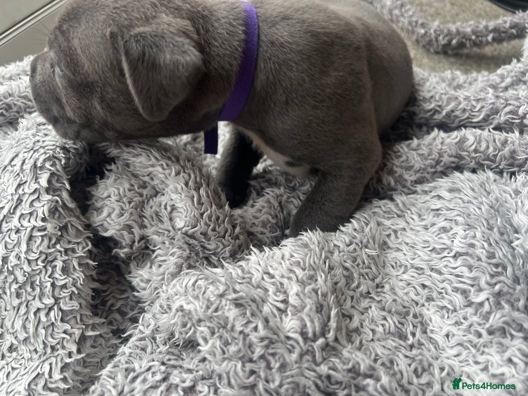Cane Corso dogs for sale: Cane corsos puppies  - Advert 28