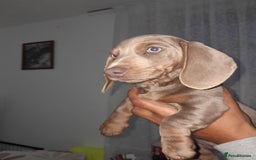 Miniature Dachshund dogs for sale: These 3 beautifull miniature dachshunds - Image 4