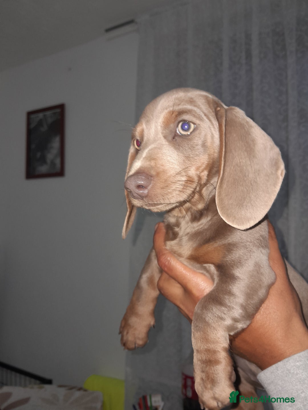 Miniature Dachshund dogs for sale: These 3 beautifull miniature dachshunds - Image 4