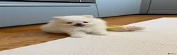 Pomeranian dogs for sale: ❤️Stunning KC white boy from KC parents❤️ - Advert 3