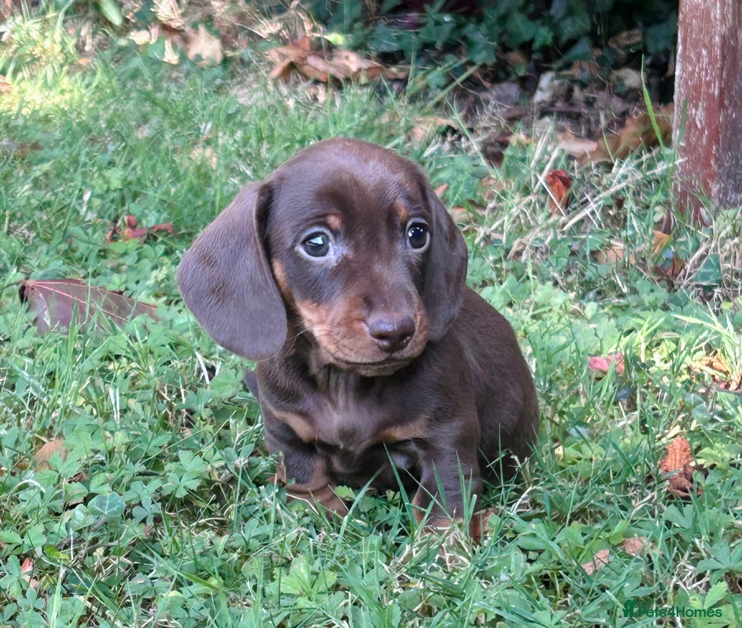 Miniature Dachshund dogs for sale: KC registered Minature Daxi puppies - Image 1