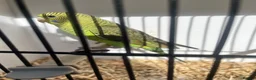Budgerigars birds for sale: Stunning mutations  - Advert 17