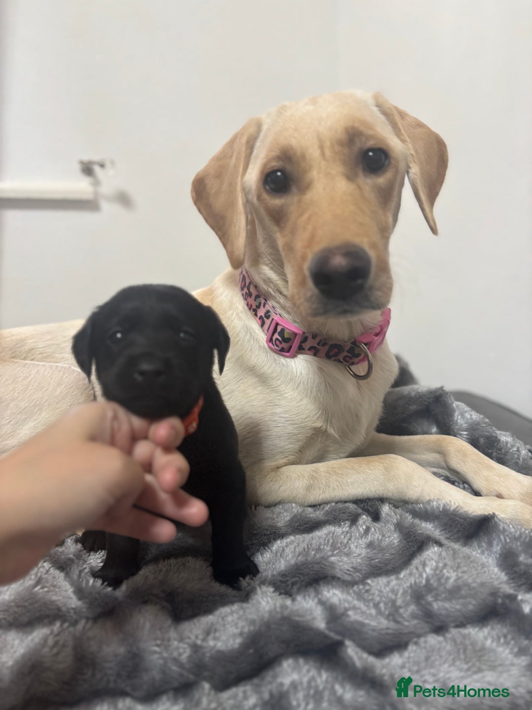 Labrador Retriever dogs for sale: Beautiful Black Labrador  - Image 10