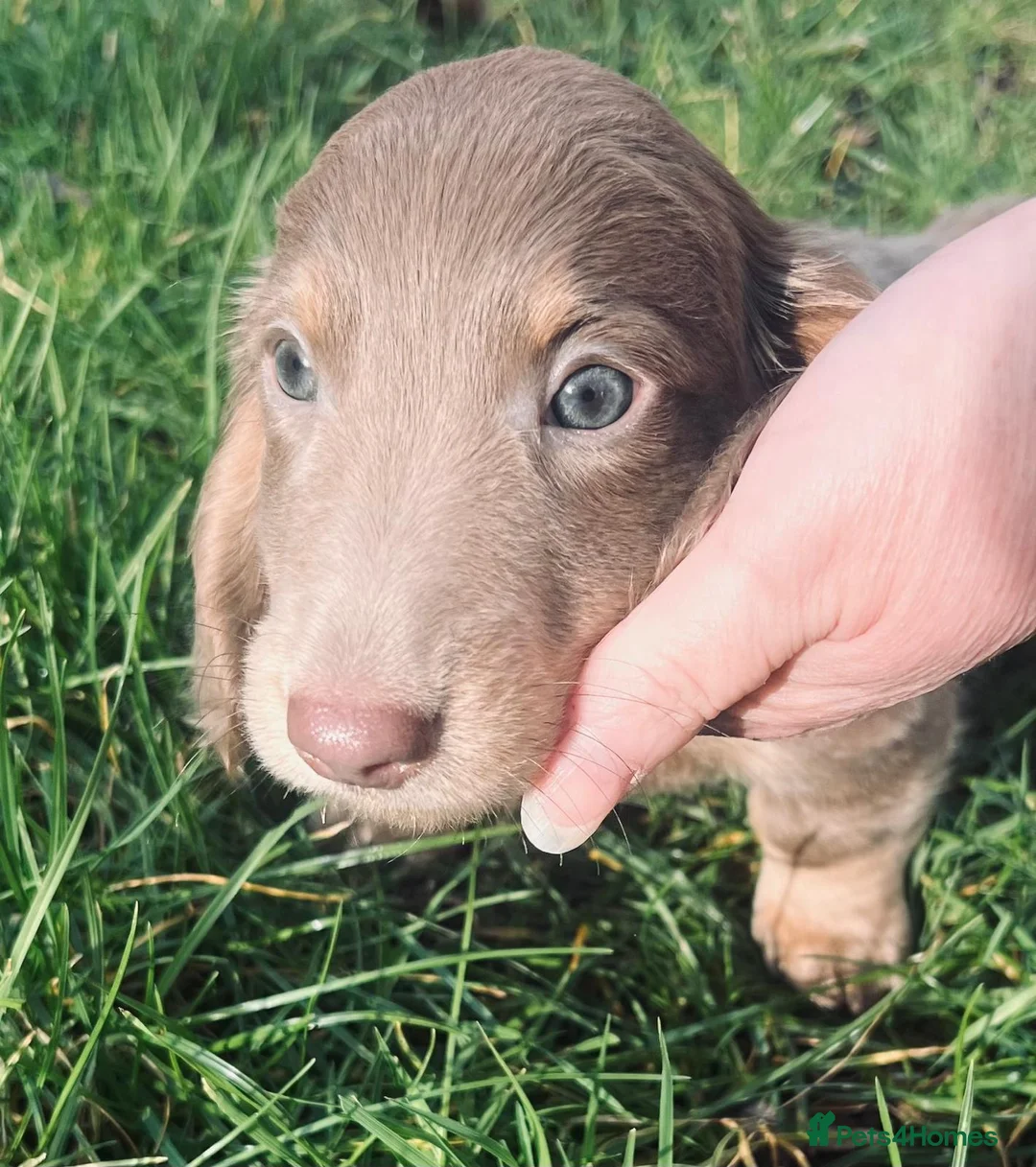 Dachshund dogs for sale: Lovely mini Dachshund puppies  - Advert 2