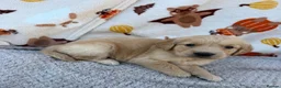Golden Retriever dogs for sale: Beautiful golden retriever puppies - Advert 21
