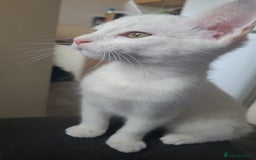 Mixed Breed cats for sale: Bonded kittens - Image 1