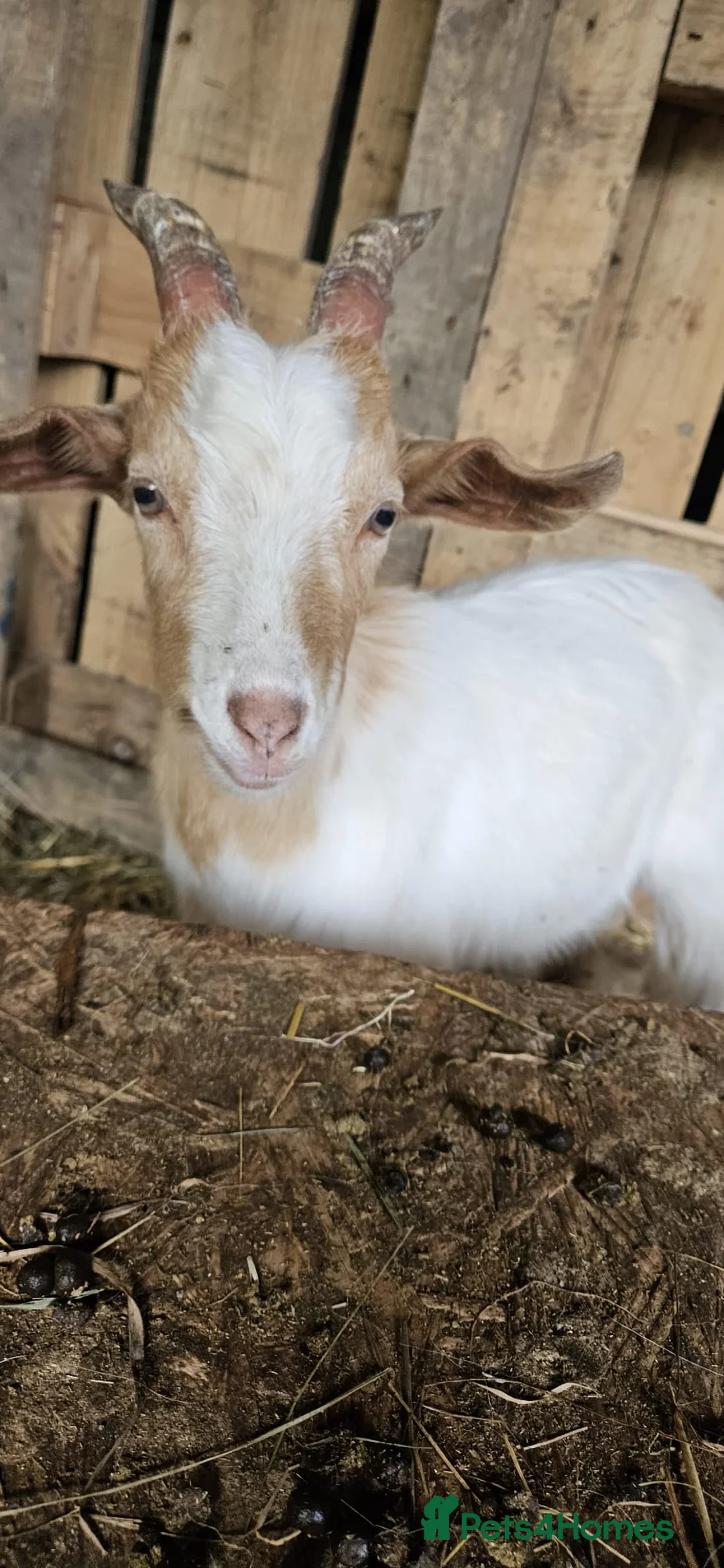 Goats livestock for sale: Golden Gurnsey cross kids  - Advert 2