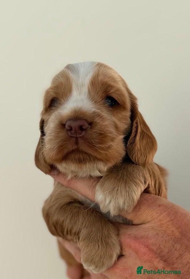 Cocker Spaniel dogs Stunning KC Show type Cocker Puppies  - Advert 2