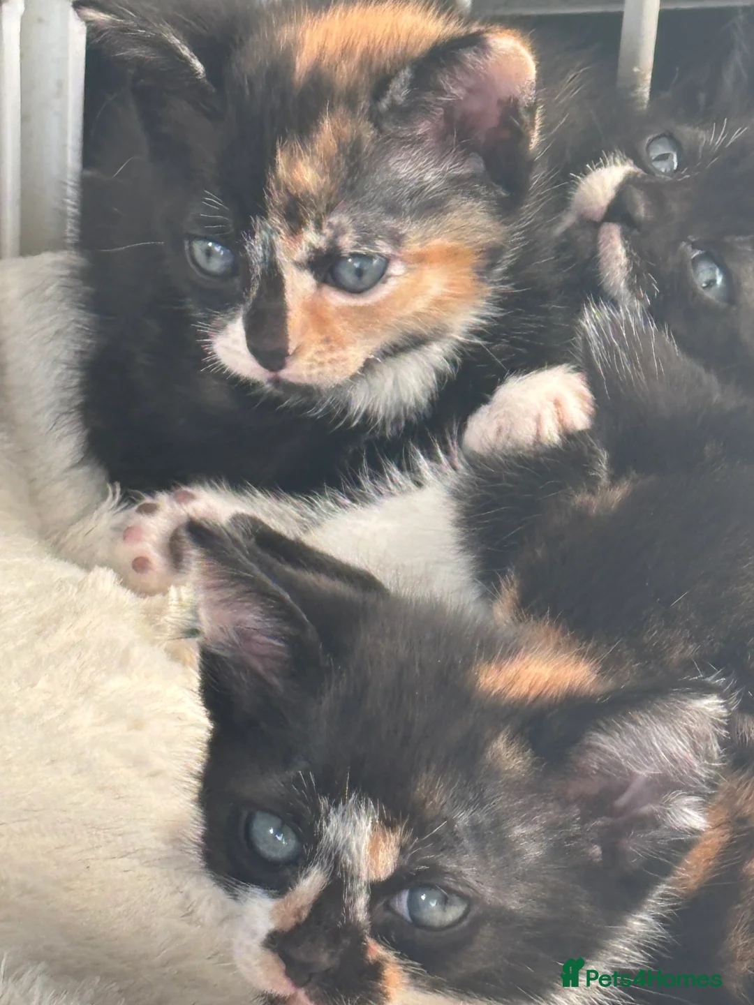 Domestic Shorthair cats for sale: Domestic kittens - Advert 7