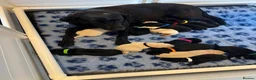 Labrador Retriever dogs for sale: Exquisite KC FTCH Labrador Puppies - Advert 22