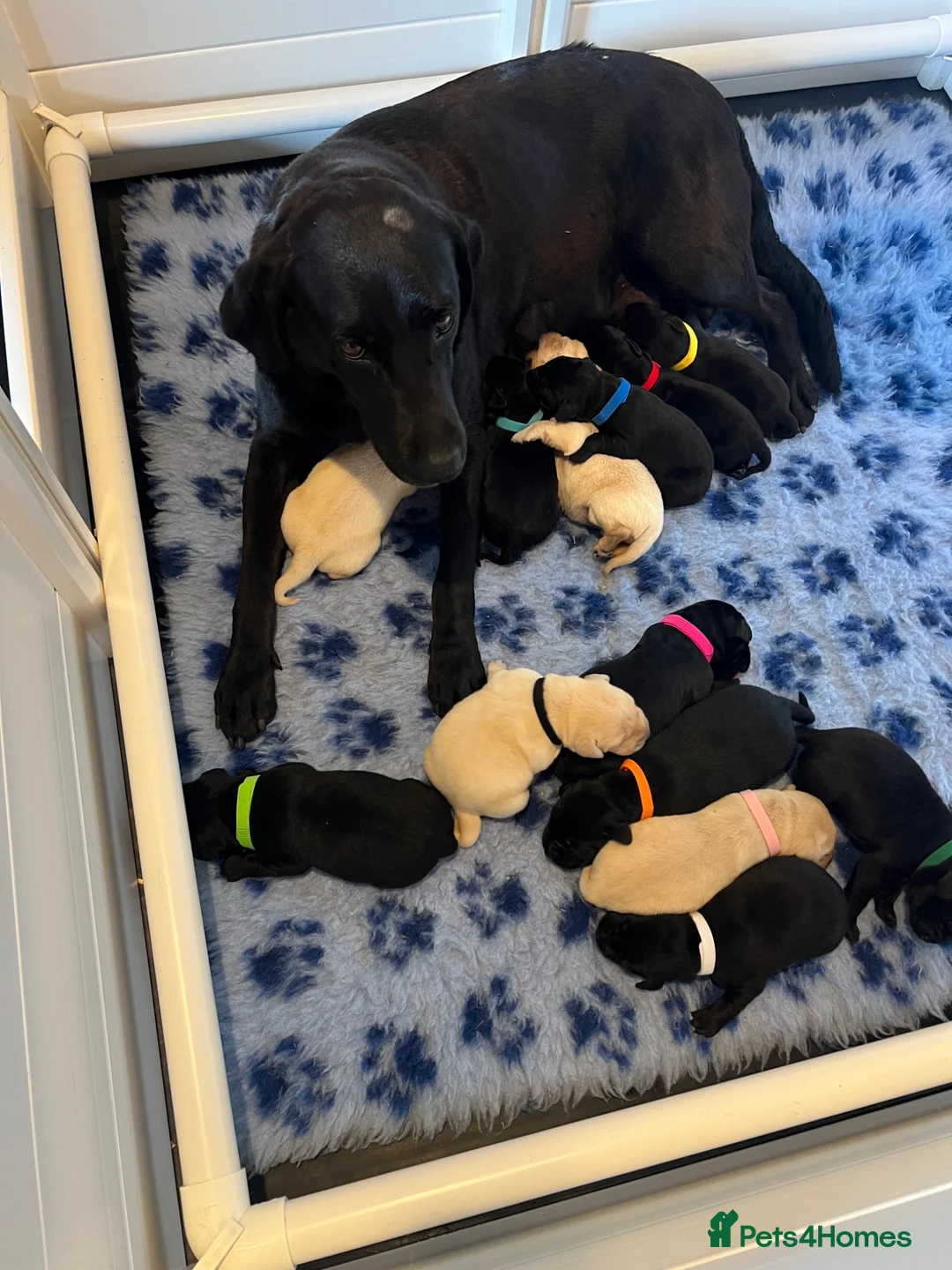 Labrador Retriever dogs for sale: Exquisite KC FTCH Labrador Puppies - Advert 22