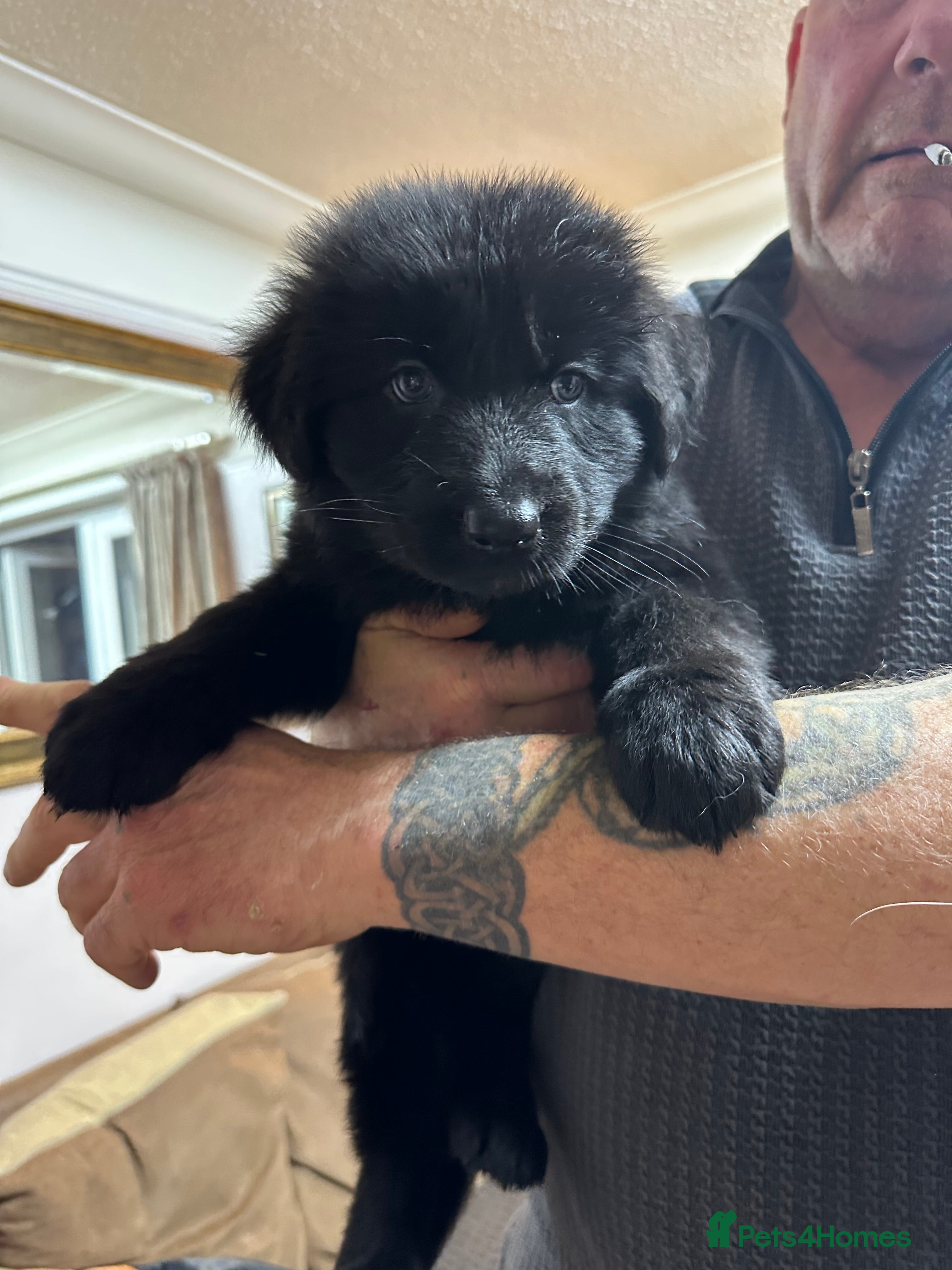 German Shepherd dogs Beautiful Blue and Black GSD puppies - Advert 9