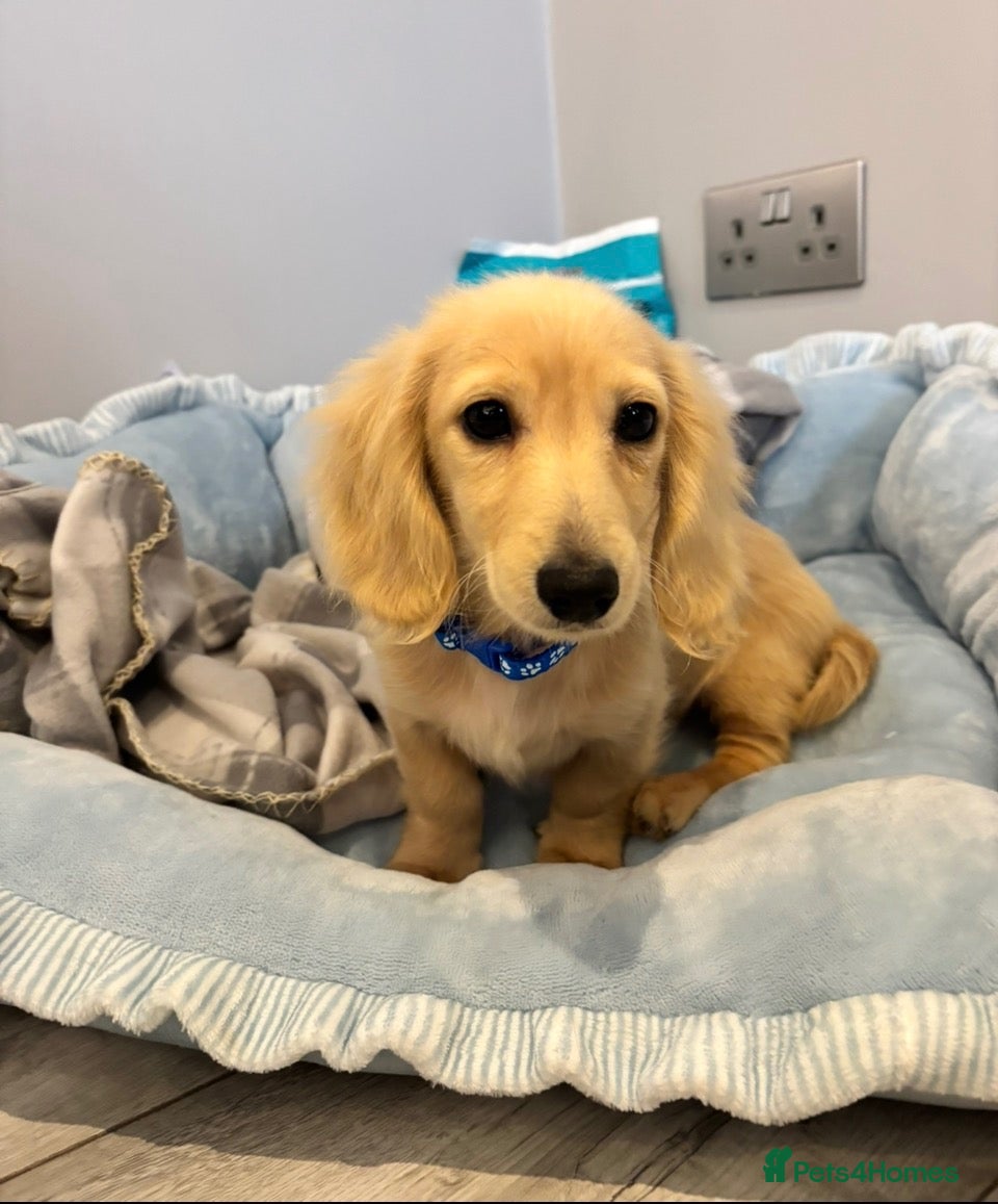 Miniature Dachshund dogs for sale: Beautiful English cream miniature Dachshund - Advert 13