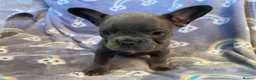 French Bulldog dogs for sale: Beautiful French Bulldog Puppies Fluffy Carriers - Advert 19