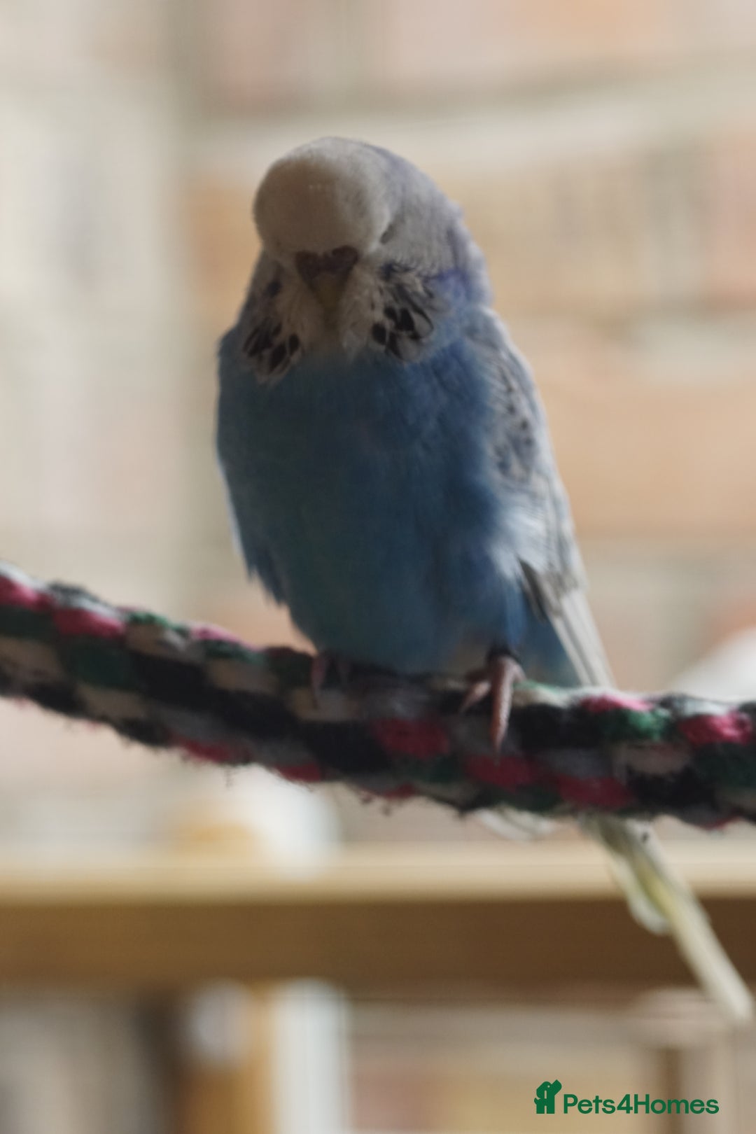 Budgerigars birds for sale: Budgies  - Advert 14