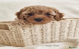 Cavapoo dogs for sale: Adorable F1b Cavapoo Puppies Ready from 20th Sept - Image 6