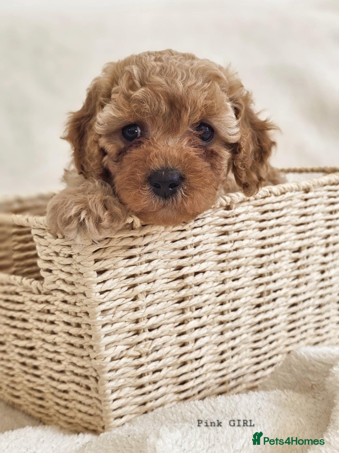 Cavapoo dogs for sale: Adorable F1b Cavapoo Puppies Ready from 20th Sept - Image 6