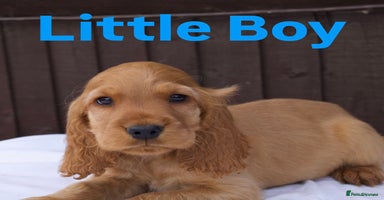 Cocker Spaniel dogs - Advert 16