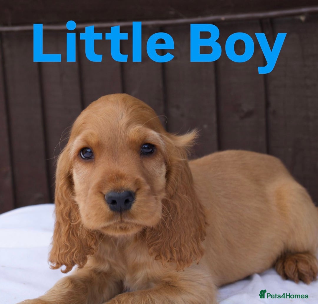 Cocker Spaniel dogs for sale: Exceptional litter of show type cocker spaniels - Image 2