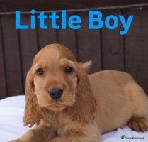 Cocker Spaniel dogs - Advert 2