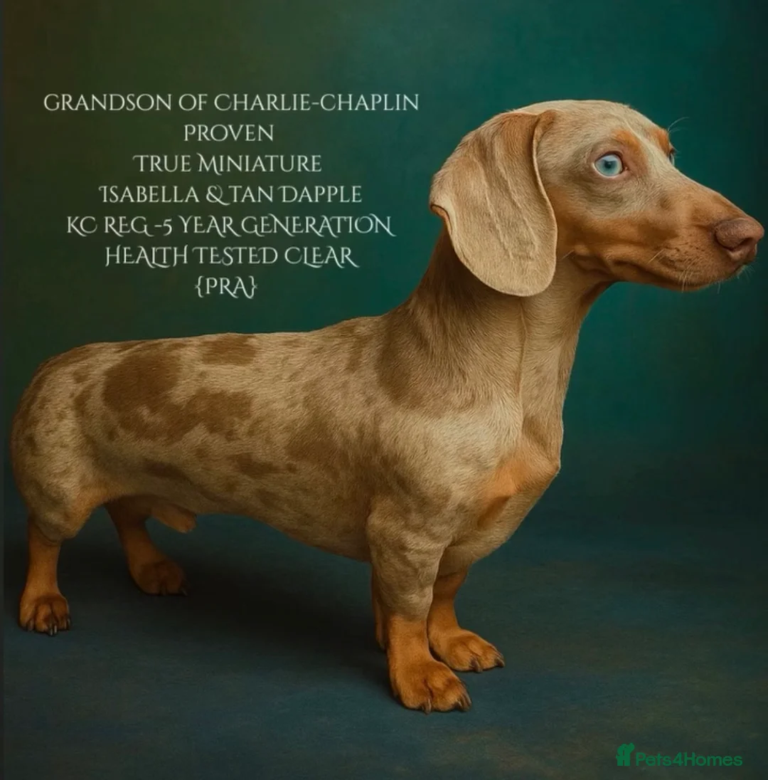 Miniature Dachshund dogs for sale: Miniature Dapple & Merle long haired Daschunds in Romsey - Advert 11