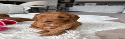 Australian Labradoodle dogs for sale: *LAST PUPPY* - Australian Labradoodles Puppies 🐾 - Advert 22