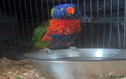 Lorikeets birds for sale: RAINBOW LORIKEET (called blu)  - Image 2