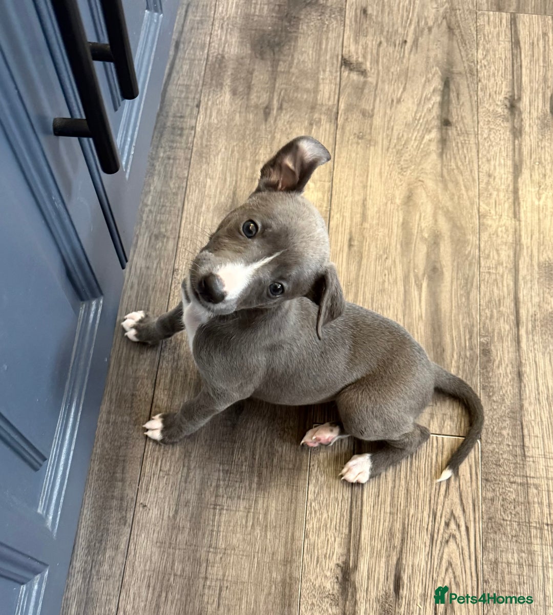 Whippet dogs for sale: KC Registered Whippet Puppies - Image 24
