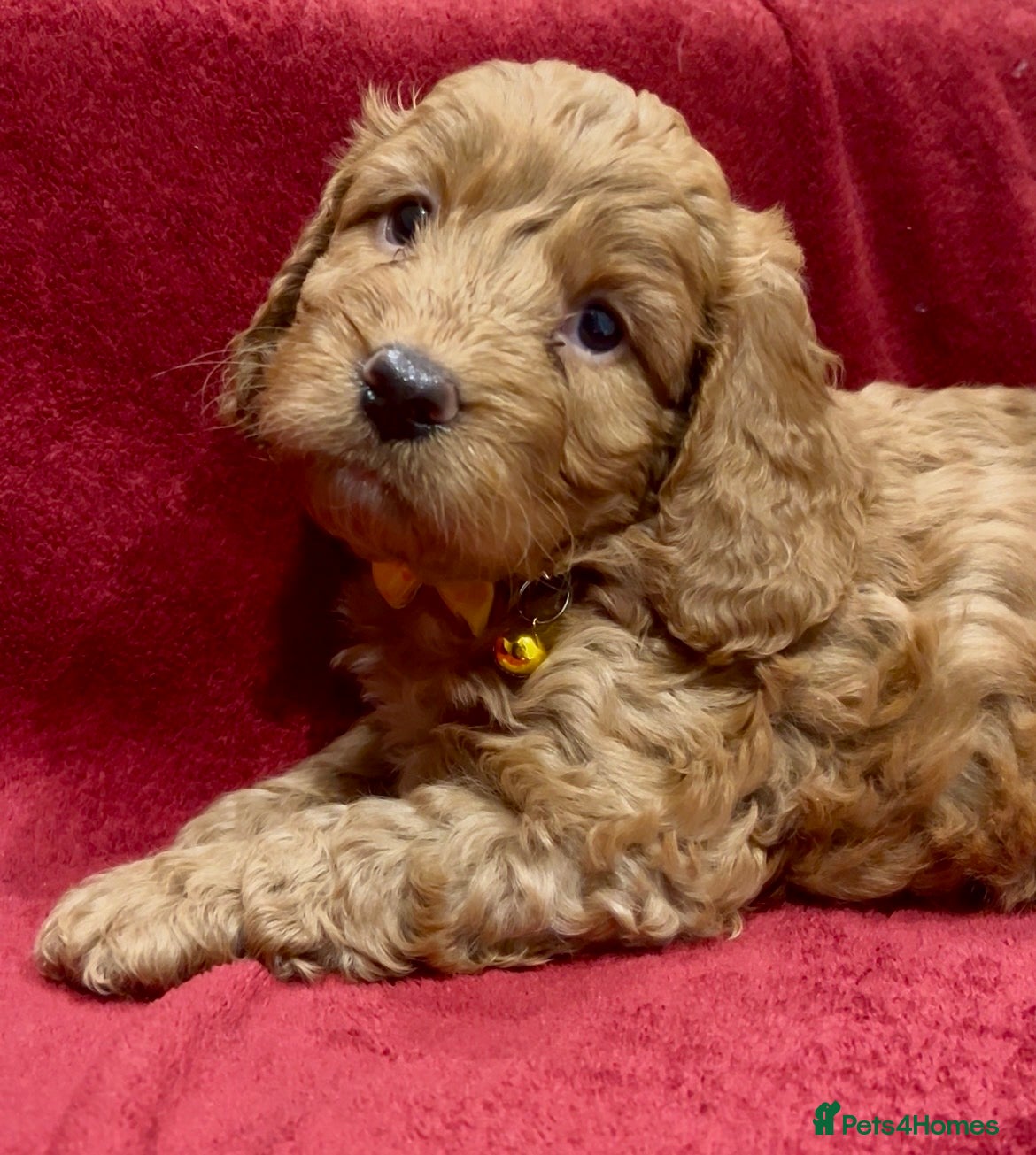 Cockapoo dogs *Last Male* F1b Cockapoo Puppies - Advert 1