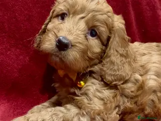 Cockapoo dogs *Last Male* F1b Cockapoo Puppies - Advert 4