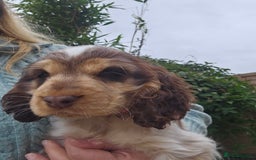 Cocker Spaniel dogs for sale: Sable Show Cocker spaniel Puppies ready now - Image 3