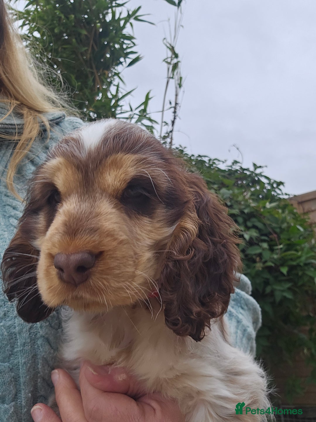 Cocker Spaniel dogs for sale: Sable Show Cocker spaniel Puppies ready now - Image 3
