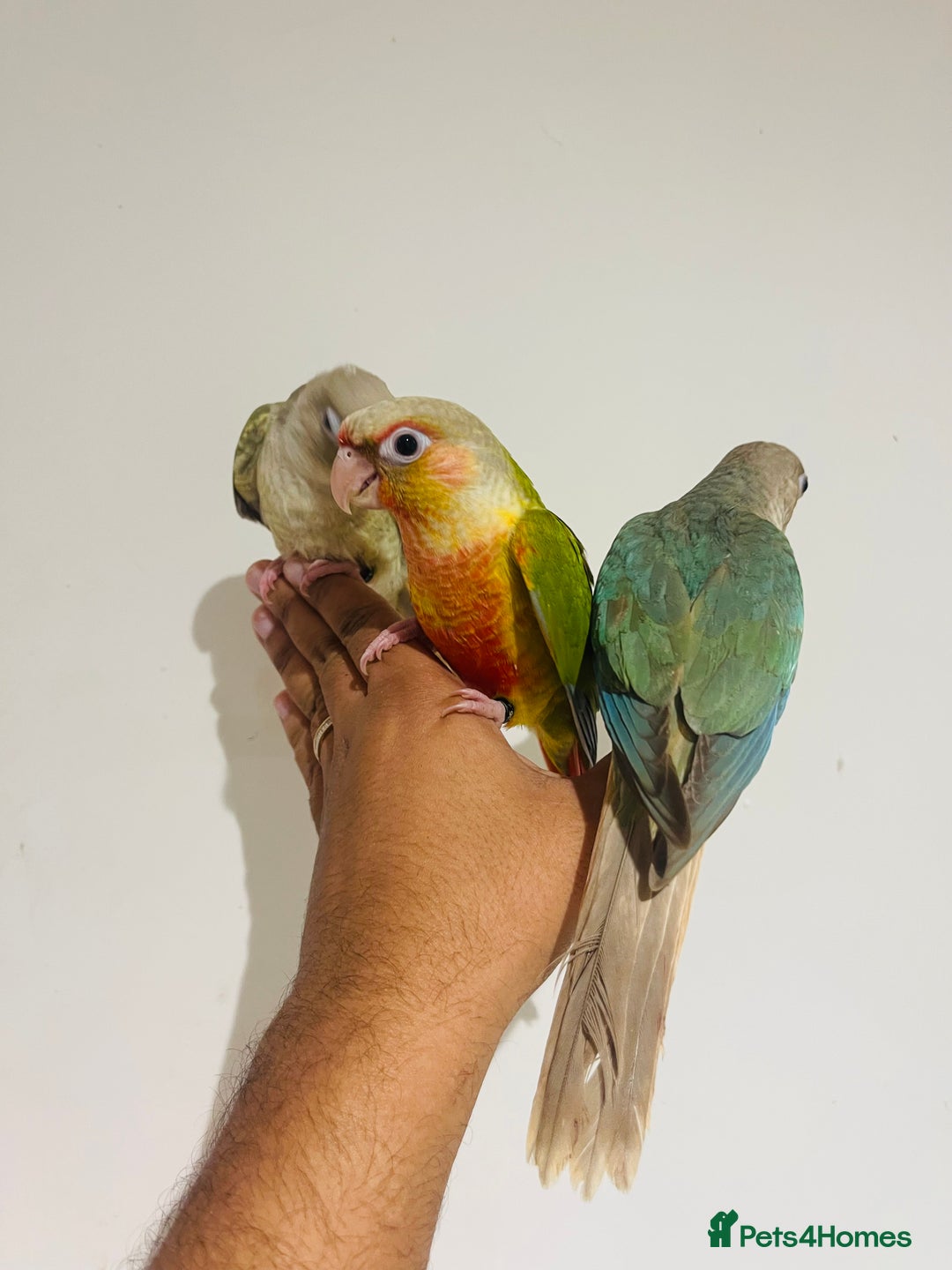 Conures birds for sale: Hand reared conures for sale  - Advert 18