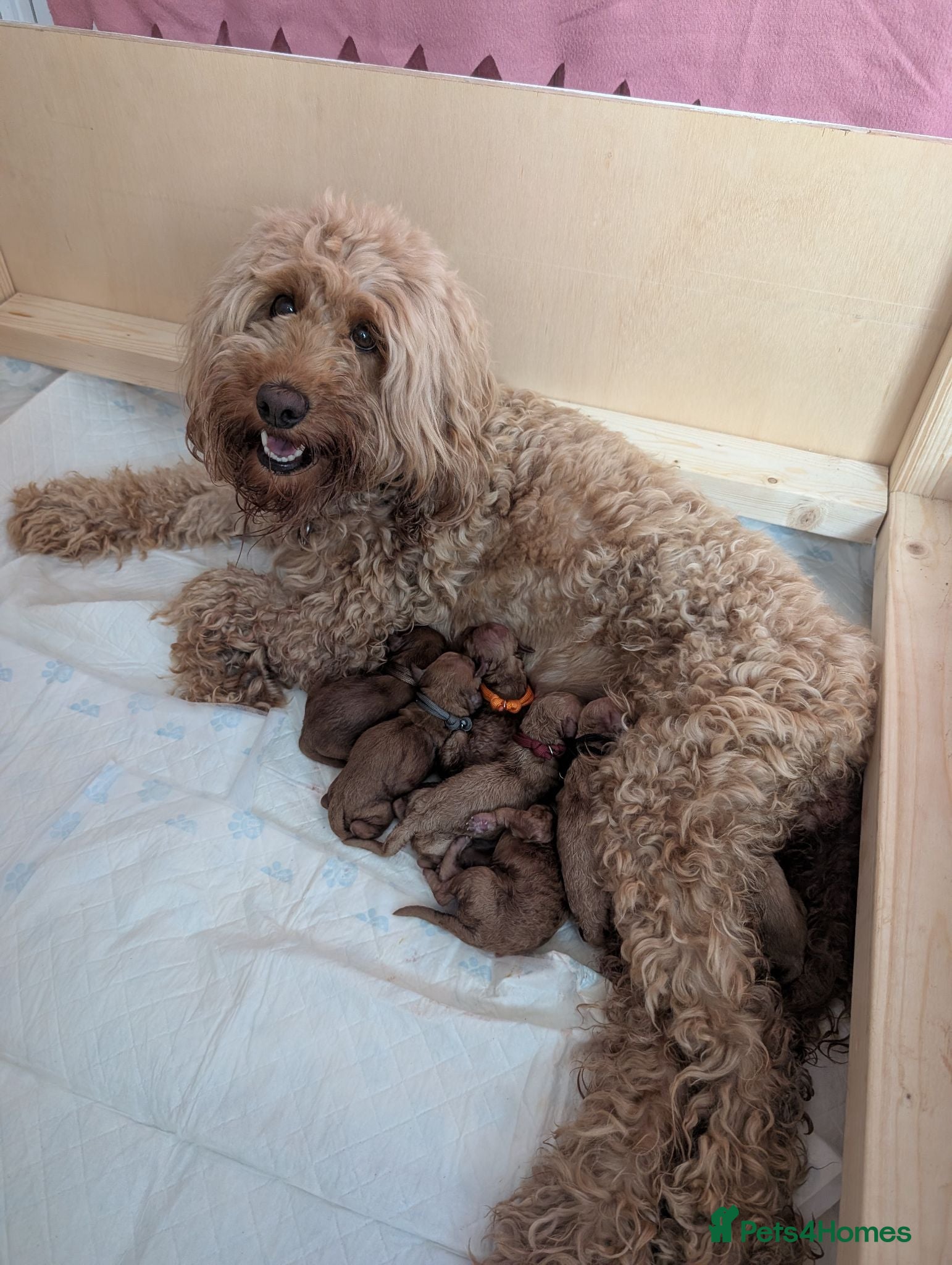 Mini Goldendoodle dogs F1BB Miniature Goldendoodle puppies  - Advert 1