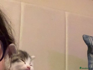 British Longhair cats Two beautiful British longhair mix kittens - Advert 9